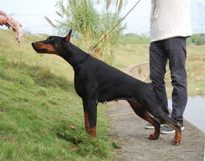 北京警卫犬杜宾犬 高贵品质杜宾幼犬 杜宾健康有保障