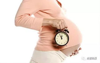 女人的排卵期是什么时候(女人什么时候最容易怀孕)