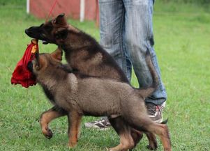中国犬业协会指定德牧 黑背售后健康包个月有血统证