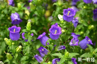 风铃花是什么颜色的,紫风铃花有毒吗