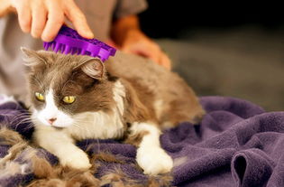 什么猫最聪明最忠诚不爱掉毛？