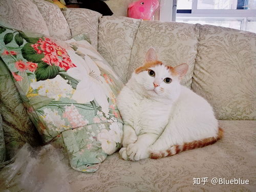 猫咪多大会发情 