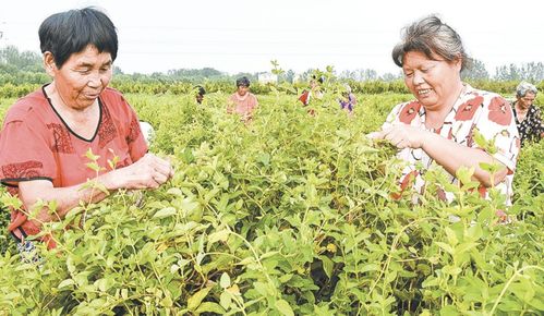 金银花采摘后怎么处理方法,金银花