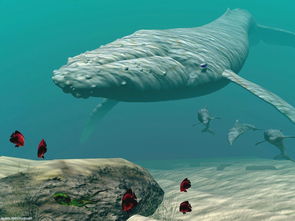 世界上第四大的鲸鱼是谁,世界上第四大的鲸鱼是谁？