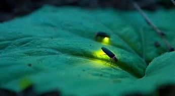 你知道萤火虫为什么会发光吗 原来是错误造成的
