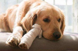 怎么判断狗狗是否患有关节炎 狗狗关节炎能治好吗