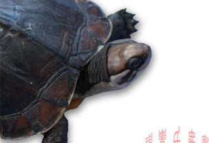 0423 黄喉水龟,石龟深水龟宠物乌龟活体,广州石金钱龟批 百业网 