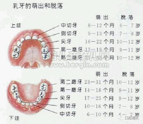 口腔解剖