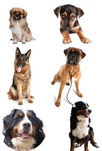 DOC动物小狗图片 DOC格式动物小狗图片素材图片 DOC动物小狗图片设计模板 我图网 