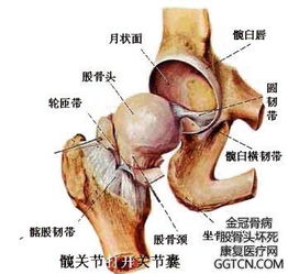 治疗股骨头坏死偏方