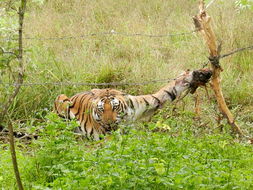 Trapped Tigress Is Rescued 