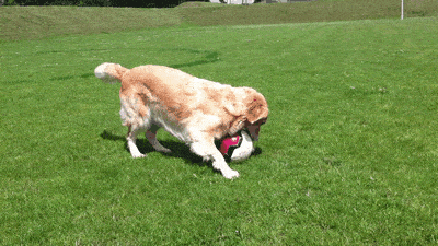 注意 铲屎官别忽视了,这都是狗狗得 狂犬病 的征兆