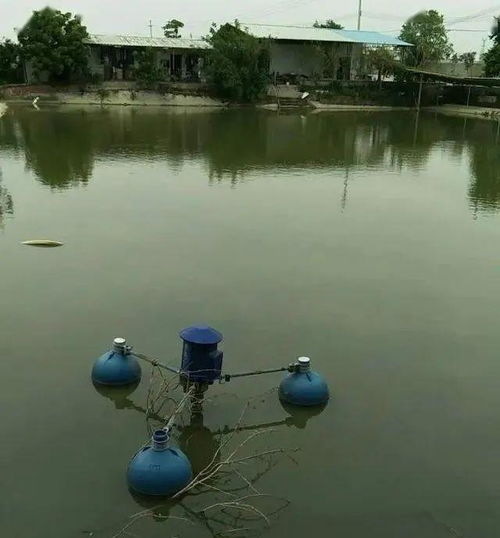 目前有15亩左右计划开始 鱼塘该怎么合理建设