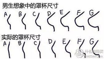 顺便问下a,b,c,d,e,f,g罩杯是什么概念?