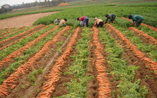 胡萝卜种植技术及管理,红萝卜的养殖方法和注意事项？