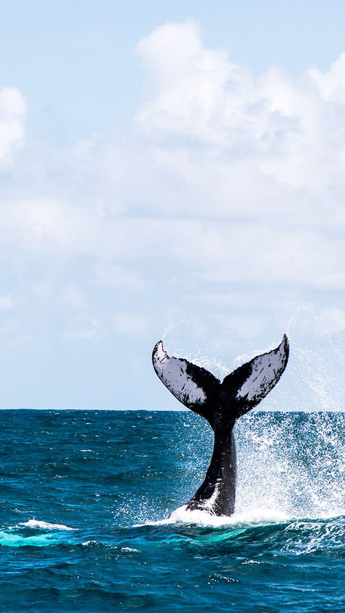鲸鱼的图片（鲸鱼图片可爱头像）