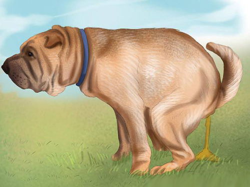 深度剖析狗狗腹泻五大原因,让你轻松应对狗狗拉肚子