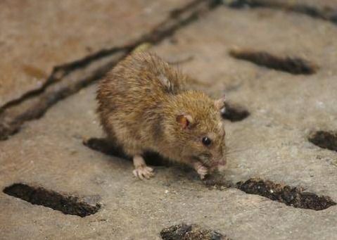 老鼠是四害之首,为何现在农村也很少见了 老鼠去哪里 看完懂了