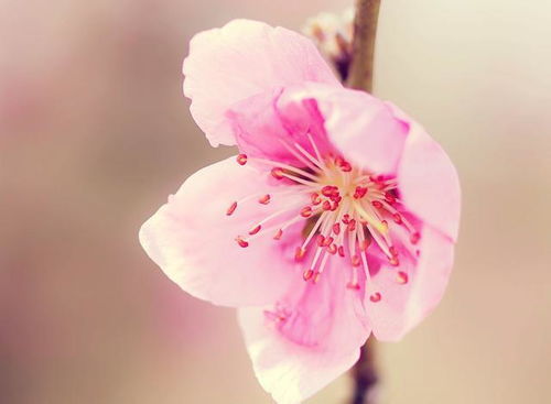 5月桃花运十足,有艳遇,和心仪对象开始幸福旅程的3大生肖