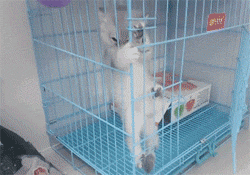小猫在笼子里一直想要跑出来,各种找方法试,各种叫,没想到... 