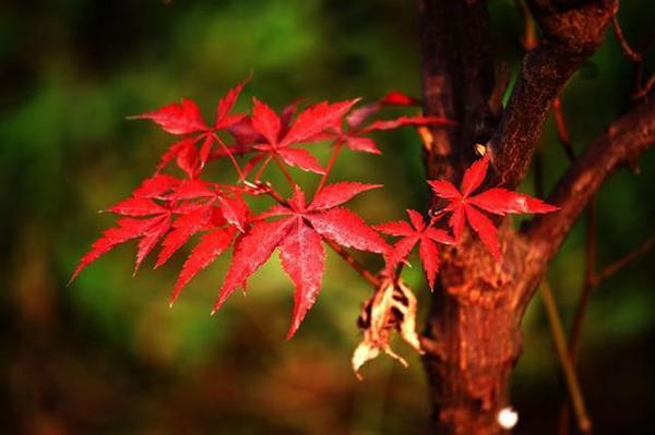 从今天10月1日开始,运势会一直连旺三年的生肖排名