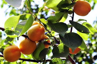香白杏什么时候成熟,云白杏几月成熟？