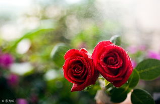 追女生送什么玫瑰花,如何选择玫瑰花，成功捕获女神心？
