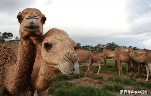 澳大利亚射杀万只骆驼,只因喝太多水 骆驼泛滥才是根本原因
