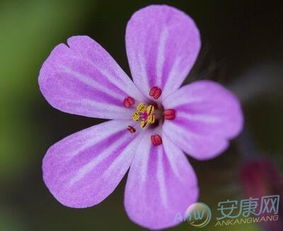 4月29日生日花语 汉荭鱼腥草