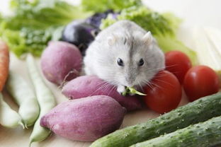 仓鼠最适合吃什么,蔬菜吃吗 