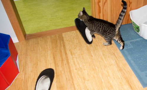 猫喜欢拖鞋的6个原因,不只是当作玩具,更爱被 汗脚 穿过的鞋