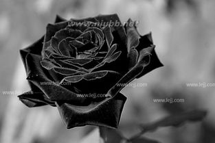黑玫瑰的花语是什么 黑玫瑰图片大全 