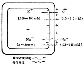 钠泵原理