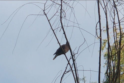 乌鲁木齐公园突然出 飞 来的这些鸟,你见过吗