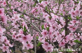 桃花的观赏品种及特征