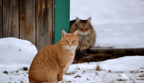 冬天虽冷,但不要这样养猫,否则会害了它