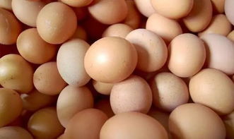 判断鸡蛋是否新鲜的几个小窍门