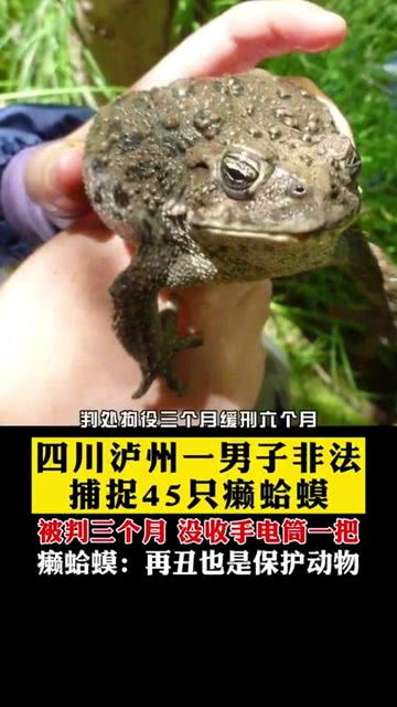四川泸州一男子非法捕捉45只癞蛤蟆被判刑,癞蛤蟆 我再丑也是保护动物 