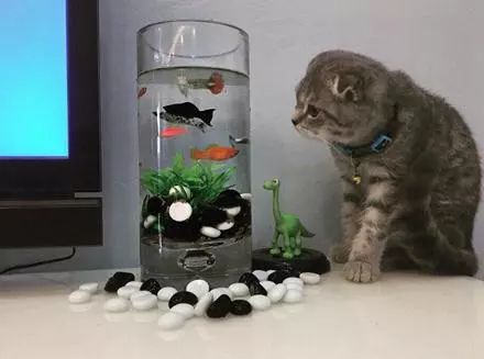 网友买回一个鱼缸,家猫趁他不注意的时候,伸出猫爪,然后