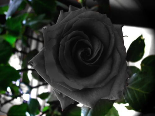 哈尔费蒂玫瑰花语,土耳其黑玫瑰象征着什么？