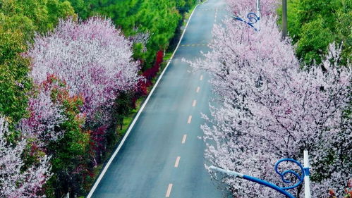 红河适合养什么花,市花和市树是什