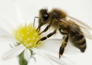 英国科学家研发出具有蜜蜂视力的新型无人机 