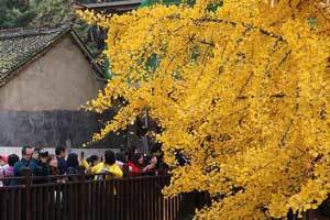 古观音禅寺的银杏树,因一棵树而火遍全网，西安这座千年古寺不简单，相传是唐太宗所建