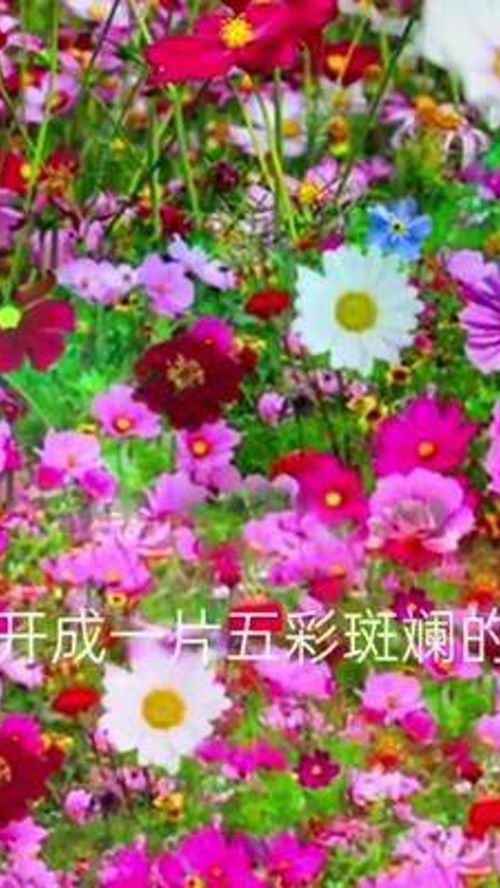 花卉科普(花卉科普教育基地)