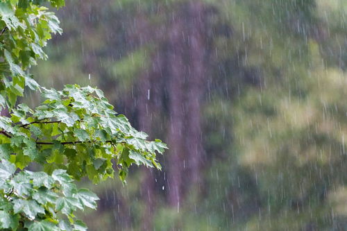 关于雨水的诗句有哪些