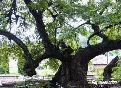 麻柳树图片及价格,这是什么树。学名 我知道四川话叫麻柳树 但不知道学名。