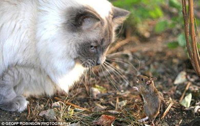 英上演真实版 猫和老鼠 小老鼠与猫对视 
