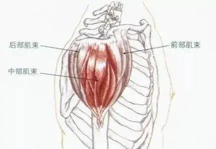 肱二头肌、三角肌和股直肌作为主动肌收缩时产生的关节运动分别是什么？急！！！