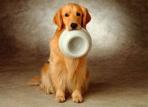 给狗狗用自动喂食器喂食到底好不好 