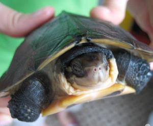 黄喉拟水龟的寿命有多长？
